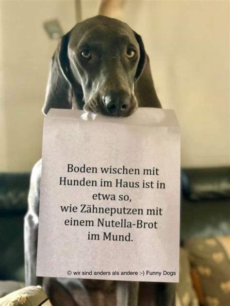 hunde lustige bilder|lustige hunde bilder kostenlos.